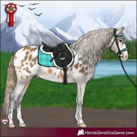Horse Color:Buckskin Appaloosa 