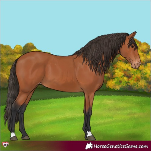 Horse Color:Bay Appaloosa 