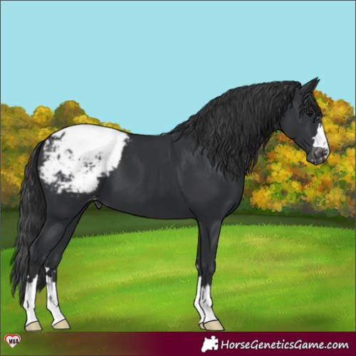 Horse Color:Black Appaloosa 