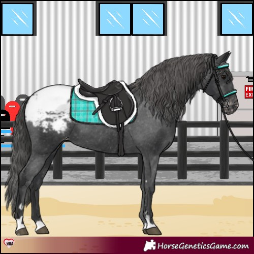 Horse Color:Black Snowcap 
