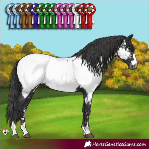 Horse Color:Black Appaloosa 