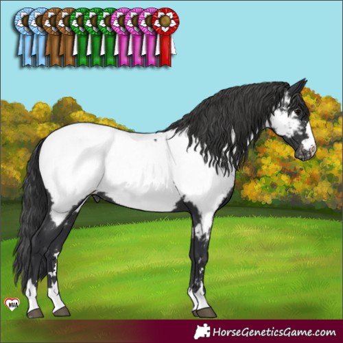 Horse Color:Black Appaloosa 