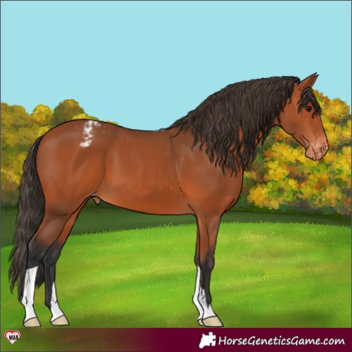 Horse Color:Bay Appaloosa 