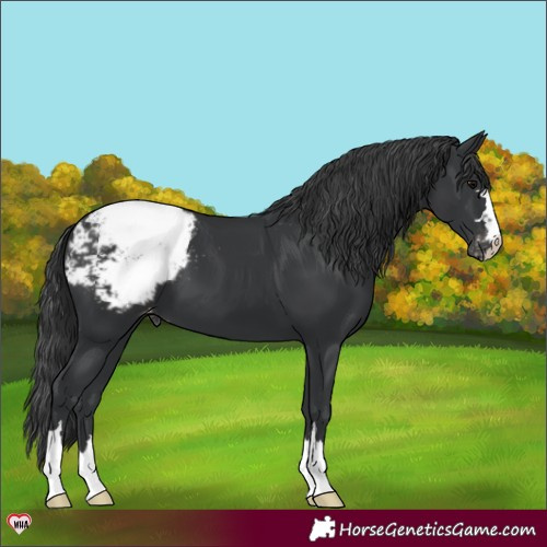 Horse Color:Black Appaloosa 