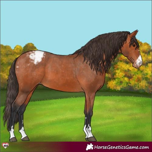 Horse Color:Bay Appaloosa 