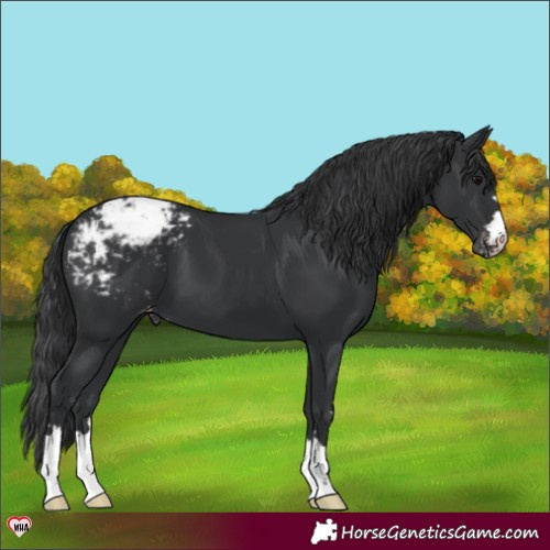 Horse Color:Black Appaloosa 
