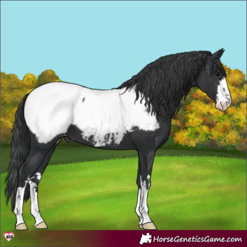 Horse Color:Black Snowcap 