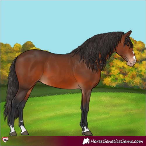 Horse Color:Brown Appaloosa 