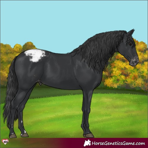 Horse Color:Black Appaloosa 
