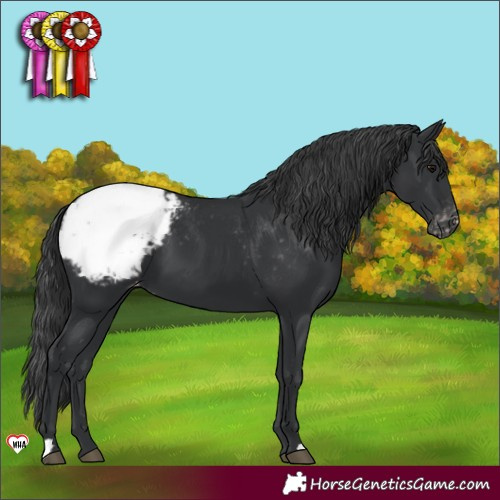 Horse Color:Black Appaloosa 