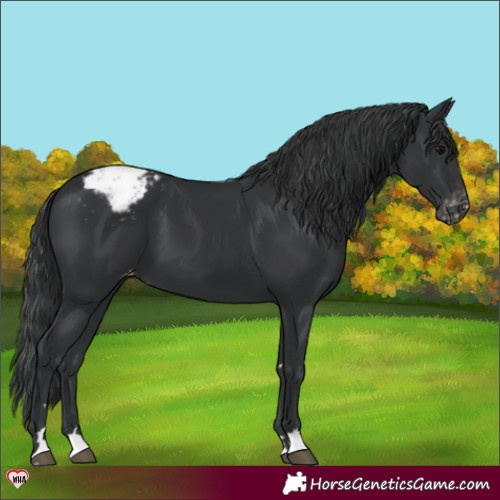 Horse Color:Black Appaloosa 