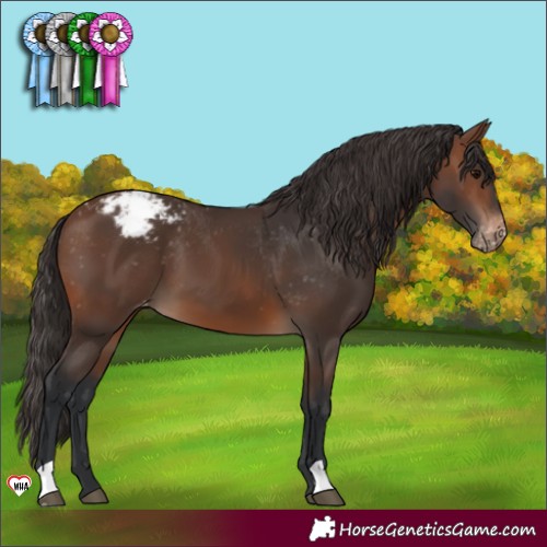 Horse Color:Brown Appaloosa 