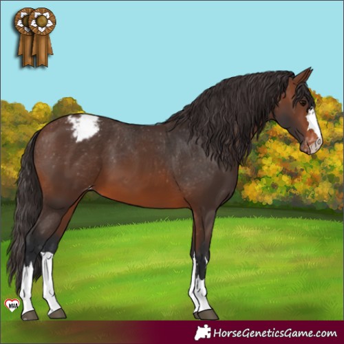 Horse Color:Brown Appaloosa 