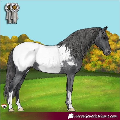 Horse Color:Black Appaloosa 