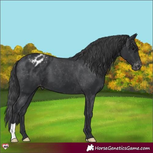 Horse Color:Black Appaloosa 