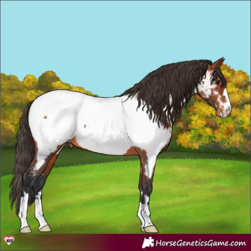 Horse Color:Bay Appaloosa 