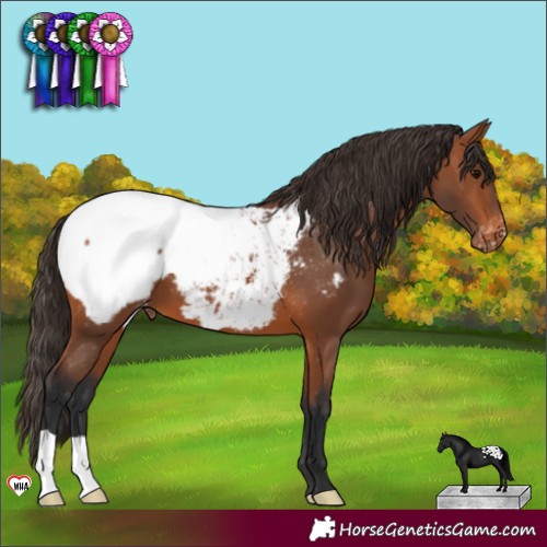 Horse Color:Bay Appaloosa 