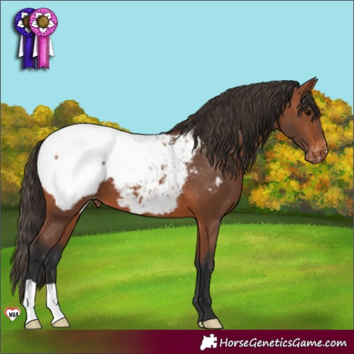 Horse Color:Bay Appaloosa 