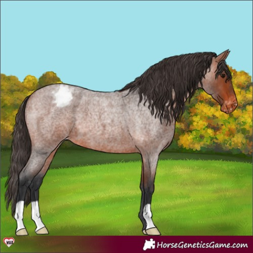 Horse Color:Bay Roan Appaloosa 