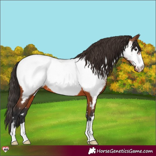 Horse Color:Bay Appaloosa 