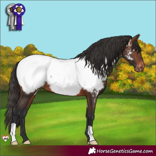 Horse Color:Brown Appaloosa 