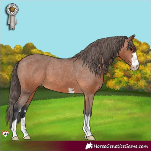 Horse Color:Bay Appaloosa 