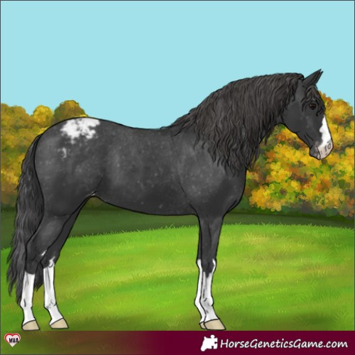 Horse Color:Black Appaloosa 