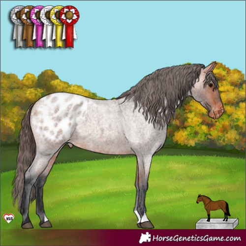 Horse Color:Bay Roan Appaloosa 