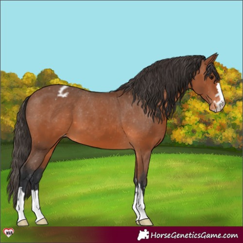 Horse Color:Bay Appaloosa 