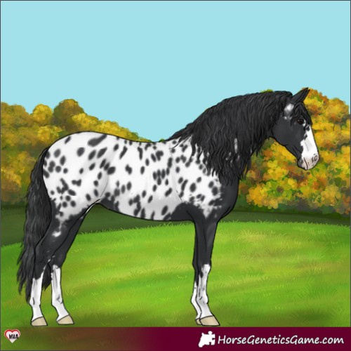 Horse Color:Black Appaloosa 