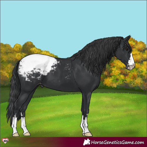 Horse Color:Black Appaloosa 