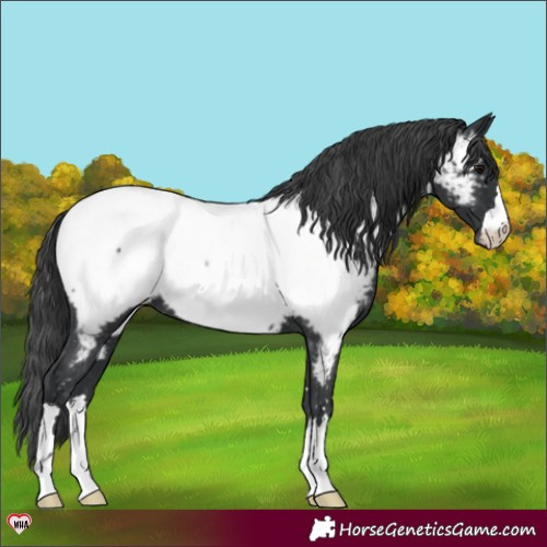 Horse Color:Black Appaloosa 