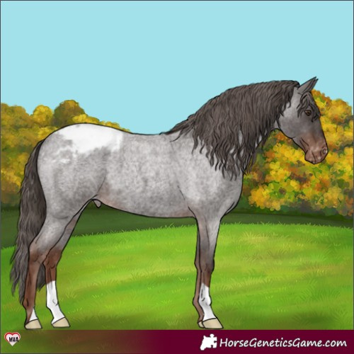 Horse Color:Liver Red Roan Appaloosa 