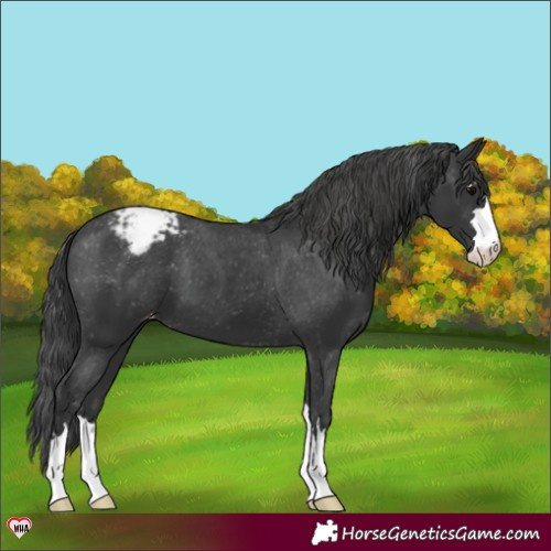 Horse Color:Black Appaloosa