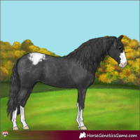Horse Color:Black Appaloosa 