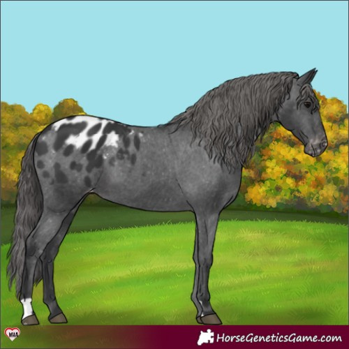 Horse Color:Black Appaloosa 
