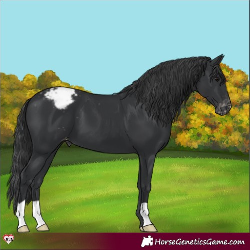 Horse Color:Black Appaloosa 