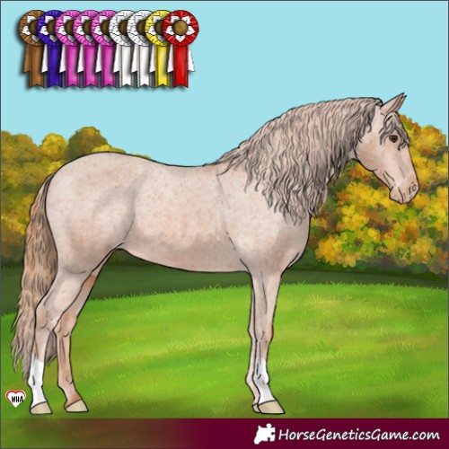 Horse Color:Chestnut Appaloosa 