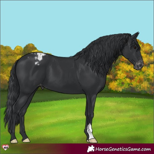 Horse Color:Black Appaloosa 