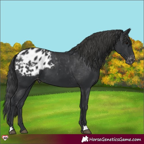 Horse Color:Black Appaloosa 