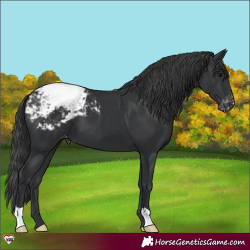 Horse Color:Black Appaloosa 