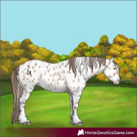 Horse Color:Amber Champagne Sabino Tobiano Near Leopard  and Amber Champagne Sabino Tobiano Near Leopard 