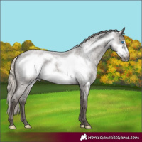 Horse Color:Silver Blue Roan Frame 