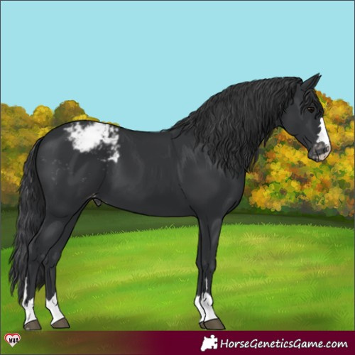 Horse Color:Black Appaloosa 