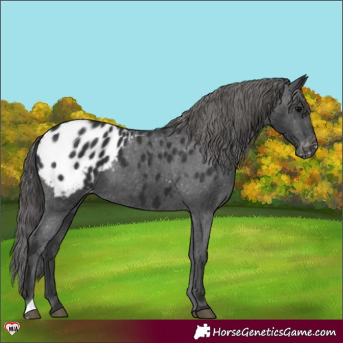 Horse Color:Black Appaloosa 