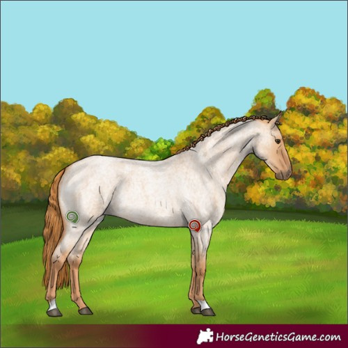 Horse Color:Red Dun Roan 
