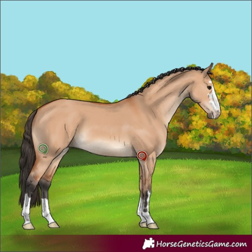 Horse Color:Bay Dun 