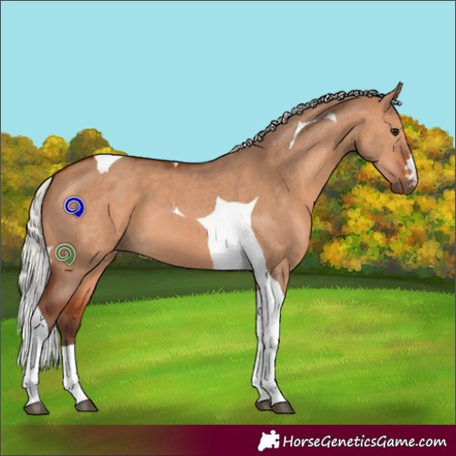 Horse Color:Silver Bay Dun Tobiano 