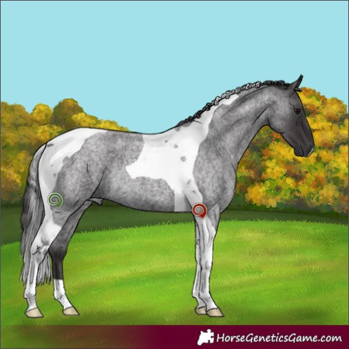 Horse Color:Smoky Blue Roan Tobiano Rabicano 