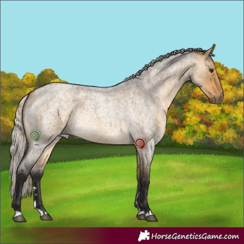 Horse Color:Silver Buckskin Roan Dun Rabicano 